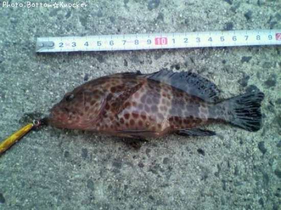 �������ϥ�