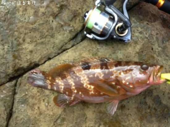 �����ϥ�