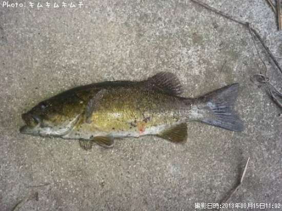 ���⡼��ޥ����Х�