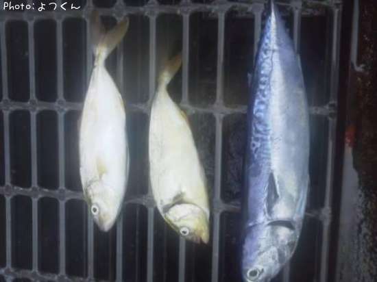 �ޥ륽����