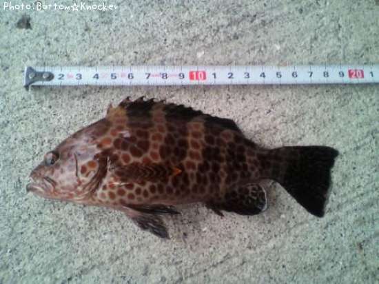 �������ϥ�