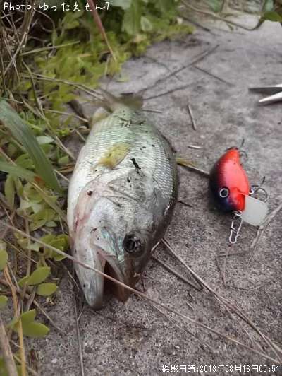 �֥�å��Х�