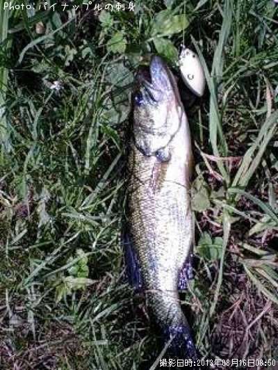 �֥�å��Х�