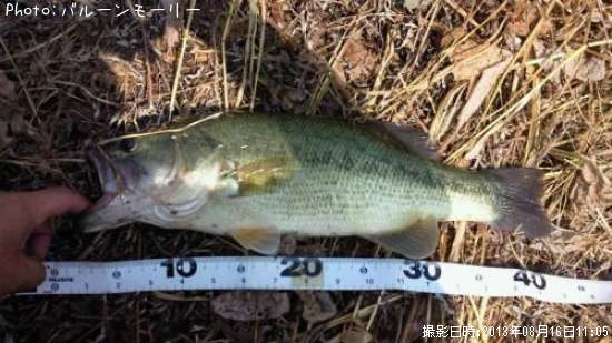 �֥�å��Х�