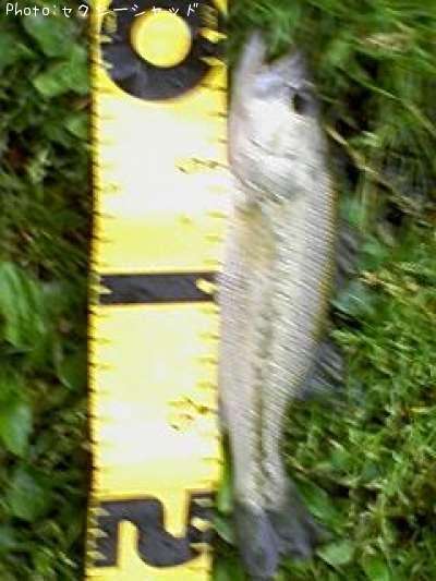 �֥�å��Х�