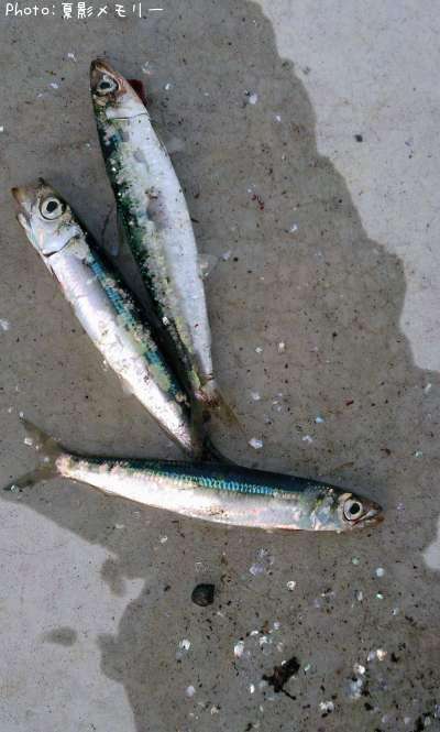 ����ᥤ�亮