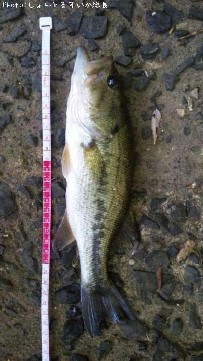 �֥�å��Х�