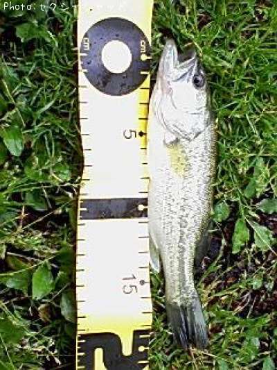 �֥�å��Х�