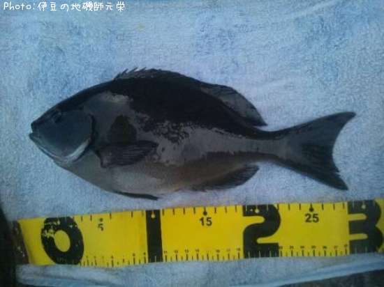 ��Ĺ�᥸��