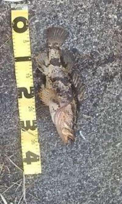 �����Υ���Х�