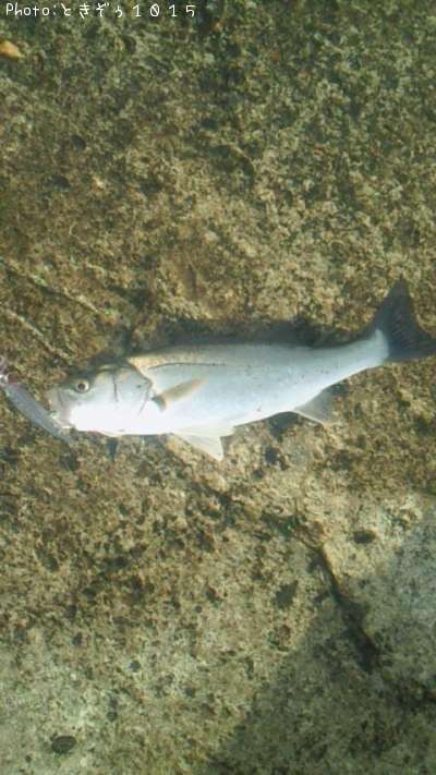 �����Х�