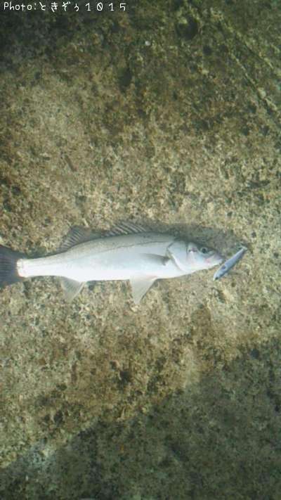 �����Х�