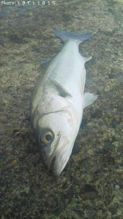 �����Х�