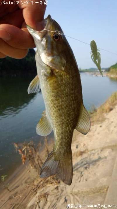 ���⡼��ޥ����Х�