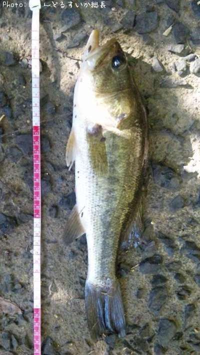 �֥�å��Х�