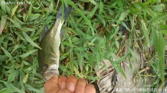 �֥�å��Х�