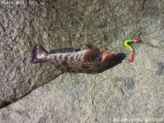 �����ʥ�