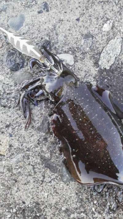 �����ꥤ��