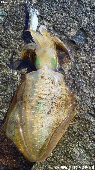 �����ꥤ��