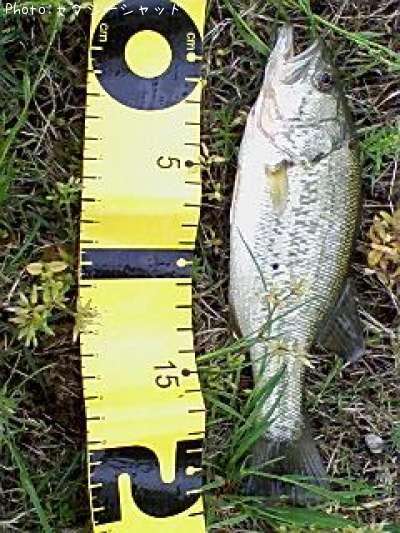 �֥�å��Х�