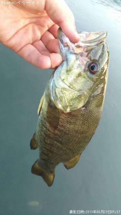 ���⡼��ޥ����Х�