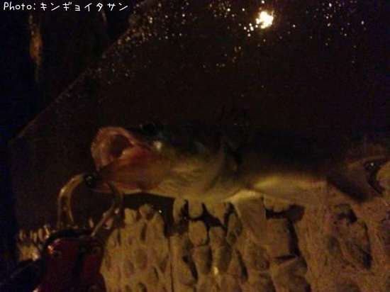 �����Х�