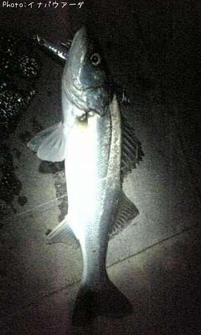 �����Х�