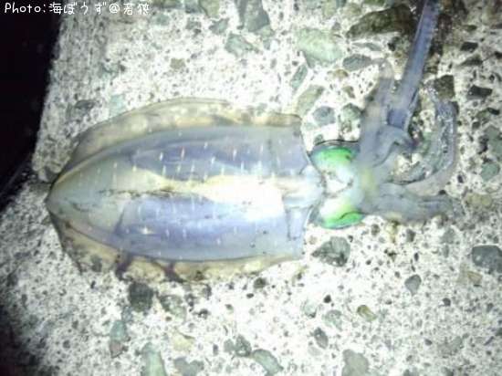 �����ꥤ��