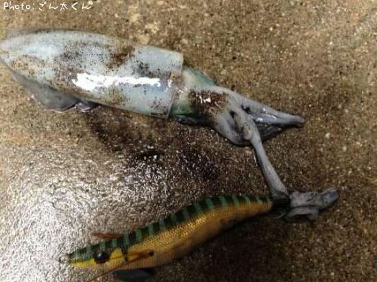 �����ꥤ��