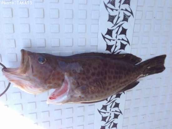 �������ϥ�