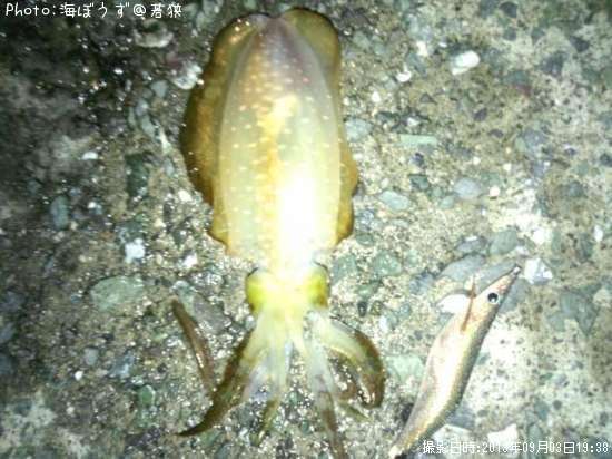 �����ꥤ��