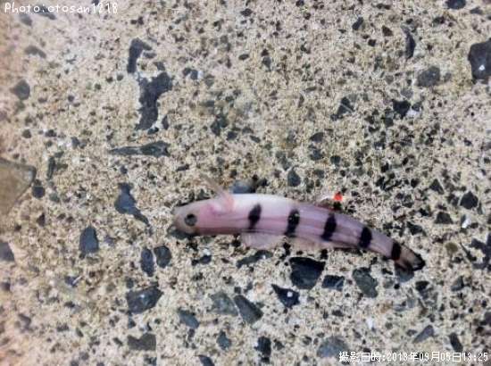 ��楦�����ϥ�