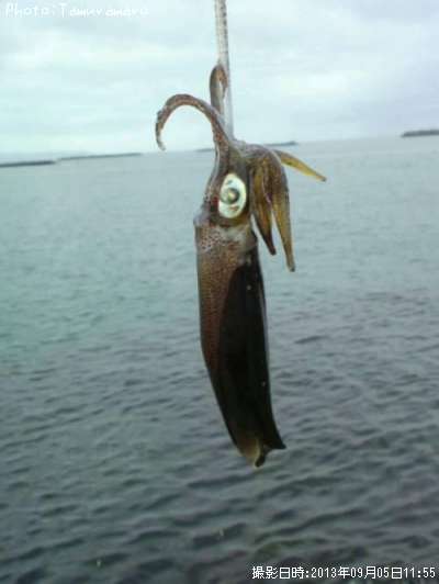 �����ꥤ��