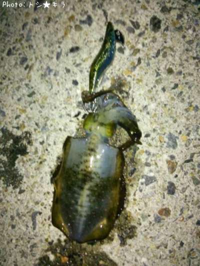 �����ꥤ��