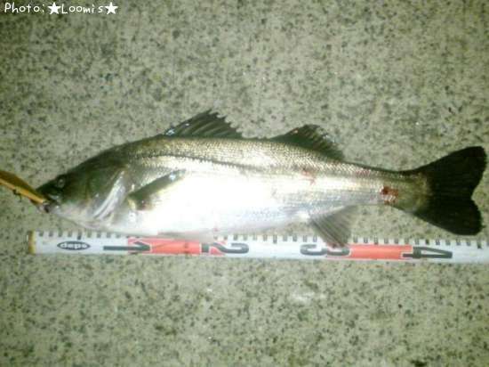 �����Х�