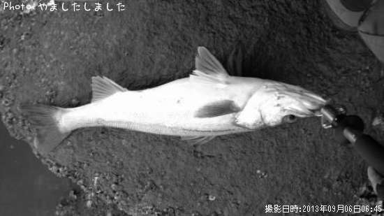 �����Х�