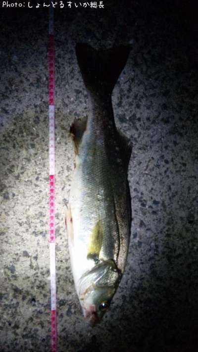 �����Х�