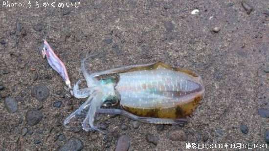 �����ꥤ��