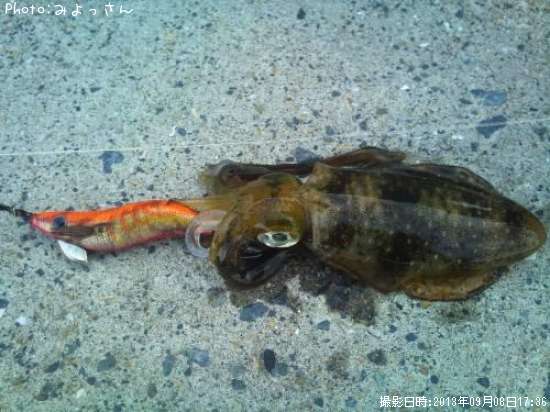 �����ꥤ��