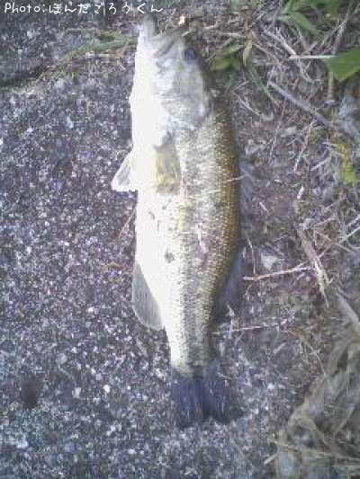 �֥�å��Х�