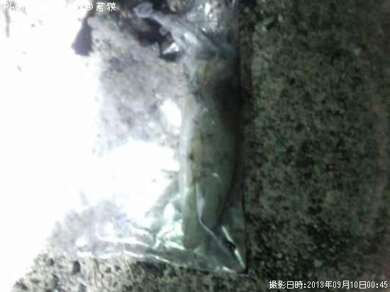 �����ꥤ��