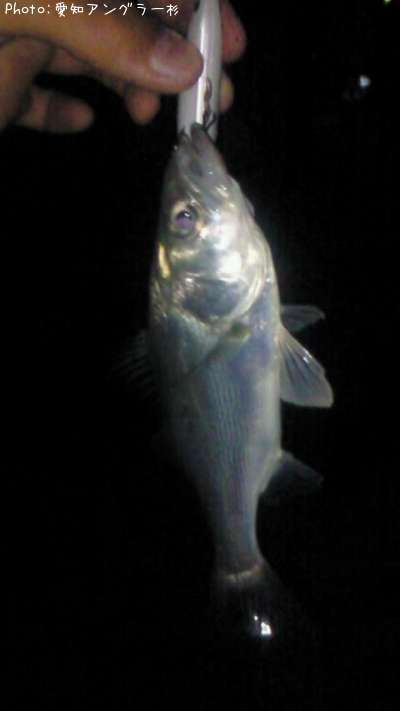 �����Х�