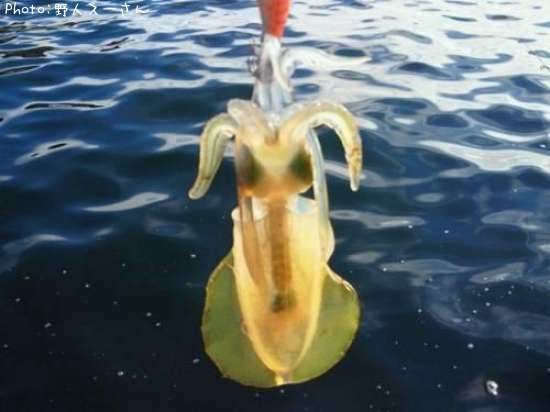 �����ꥤ��