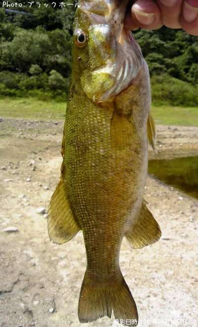 ���⡼��Х�