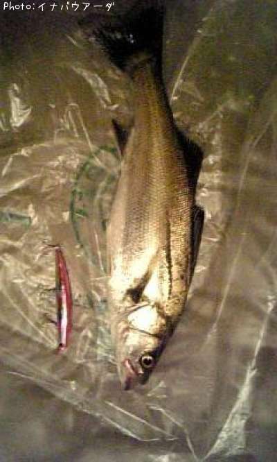 �����Х�