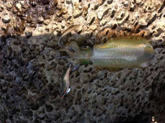 �����ꥤ��