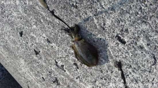 �����ꥤ��