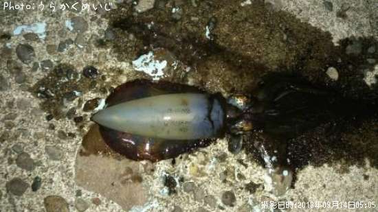 �����ꥤ��