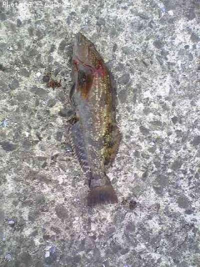 �����ʥ�