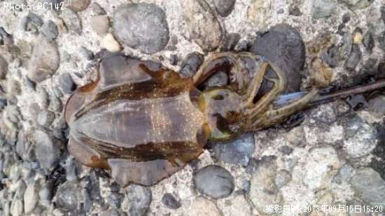 �����ꥤ��